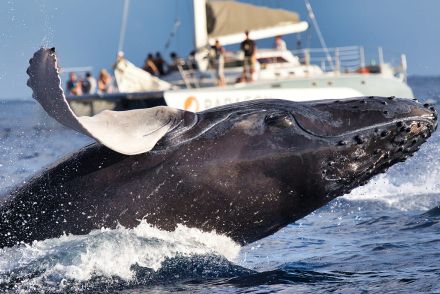 口の中で困惑の表情...ザトウクジラが「丸呑み」したまさかの生物とは？ 二度と撮れない「大ピンチ」の瞬間が話題に（海外）