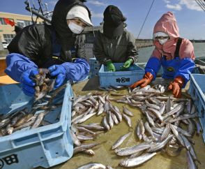 「鵡川シシャモ」漁を見合わせ　北海道、資源量減少で昨年に続き