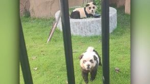 中国の動物園の「パンダ犬」、ネットで拡散　着色したチャウチャウが来園者を魅了