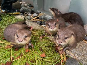 サンシャイン水族館でコツメカワウソ赤ちゃん3兄弟の愛称決定