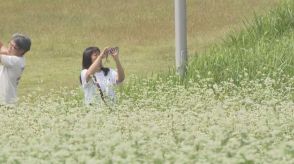 秋の風に揺れるかれんな花　ソバの花が見頃　岐阜・中津川市