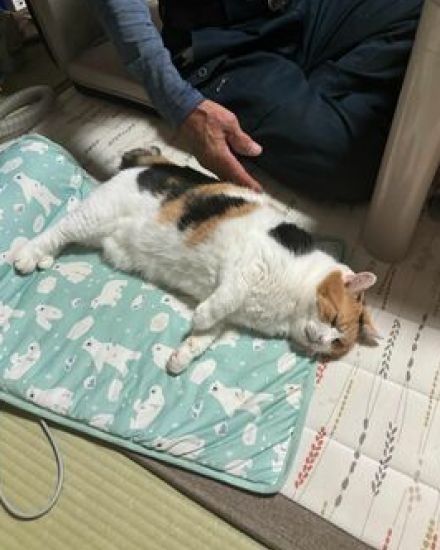 大好きなお父様に甘えきっている元保護猫　しかし、カメラに気づくと…直後の反応に「プロですね」と大反響