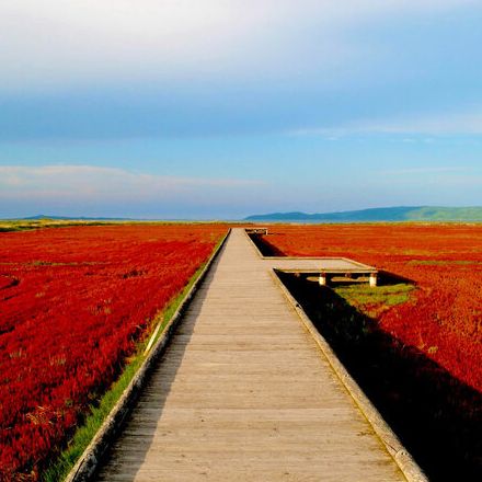 【北海道・2024年版】 秋の絶景・風物詩10選 能取湖湖畔を赤く染めるサンゴ草は日本一の絶景