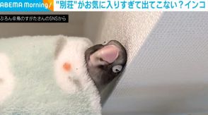 すやすやと眠るインコ “予想斜め上”な場所で横たわる姿に「めっちゃ幸せそう」「合成みたいww」とジワる人続出