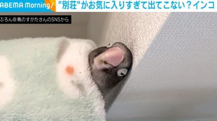 すやすやと眠るインコ “予想斜め上”な場所で横たわる姿に「めっちゃ幸せそう」「合成みたいww」とジワる人続出