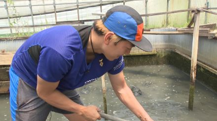 プロ野球選手の夢を断念して『スッポン養殖』の道へ！？　80歳師匠の思いを継いだ25歳が目指すのは「養殖界のレジェンド」　兵庫・香美町