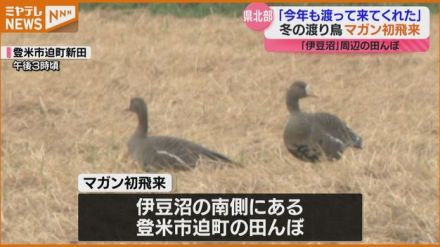 ＜初飛来＞冬の渡り鳥”マガン”　国内有数の渡り鳥の飛来地『伊豆沼』周辺で確認（宮城）