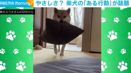 意気揚々とクッションを運ぶ柴犬 飼い主に見せた“珍行動”に「荒ぶってなかった？」「遊ぼーって言ってる？（笑）」と反響