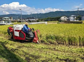 「令和の米騒動」救うカギは「高温耐性品種」　コシヒカリ“一強”は終わり“群雄割拠”の時代へ