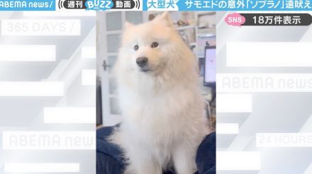 予想外の高音！？大型犬の“ソプラノ遠吠え”に「可愛くて永遠に見てしまう」「バツの悪そうなお顔がたまらん」と反響