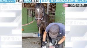 「微笑ましいっ」馬が装蹄師の工具を“おしゃぶり”にして遊ぶ様子に「金槌で遊んでてかわいい…」「気ままな助手ですにゃ～」と反響