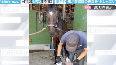 「微笑ましいっ」馬が装蹄師の工具を“おしゃぶり”にして遊ぶ様子に「金槌で遊んでてかわいい…」「気ままな助手ですにゃ～」と反響