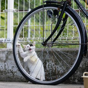 森の音楽家な子ねこ「おかーさん、ぼく、ハープなんか習ってみたいんだけど」【沖昌之】