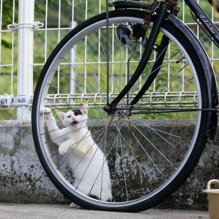 森の音楽家な子ねこ「おかーさん、ぼく、ハープなんか習ってみたいんだけど」【沖昌之】