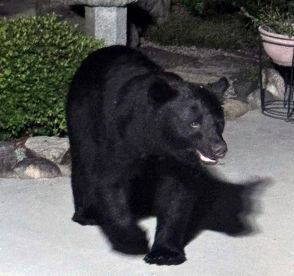 民家の庭にクマ出没、センサーライトが反応　岩国市美和