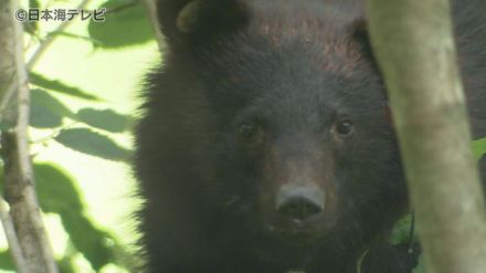 クマの親子が海浜公園に出没　通報受け探すも姿はなく　行政が注意呼びかけ　島根県浜田市