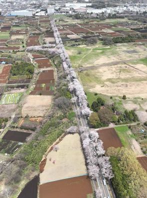 海軍道路の桜「再生」　伐採問題巡り横浜市構想、園芸博会場エリアへ移植も