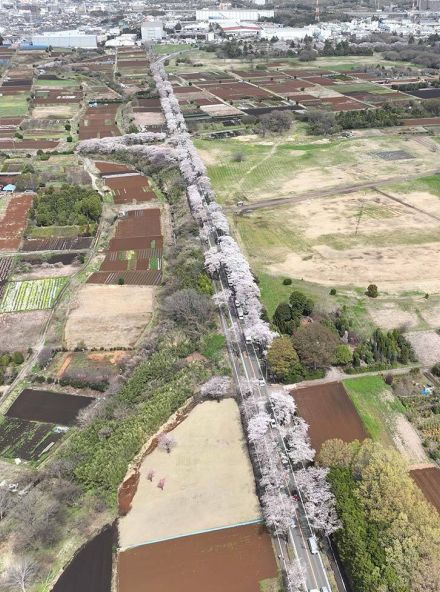 海軍道路の桜「再生」　伐採問題巡り横浜市構想、園芸博会場エリアへ移植も