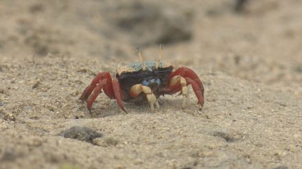 埋め立てられる浦添の海　みんなの思い出を集めて浦添西海岸の写真集をつくるプロジェクト