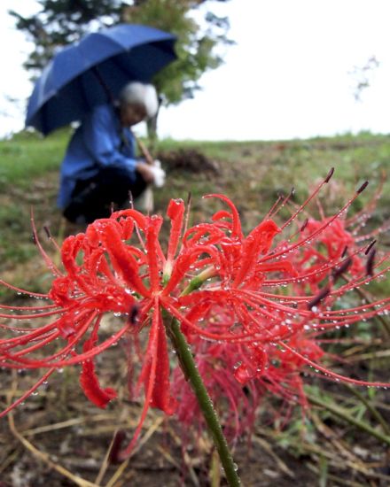 ヒガンバナ 雨つゆにぬれ　22日「秋分」