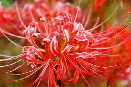 秋分の日、ヒガンバナ開花遅れ　江里山の棚田(小城市)　9月22日　猛暑、雨不足が影響