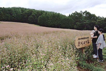 八分咲きの花、一面に彩り　長野県箕輪町「赤そばの里」オープン