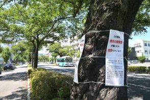 日立市　桜植え替え計画前倒し　平和通り〝トンネル〟再生　茨城