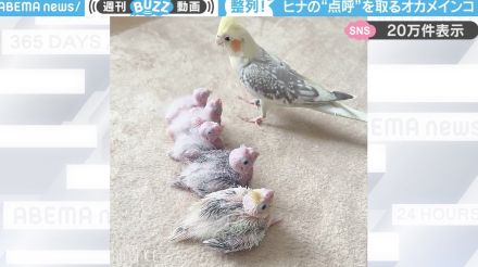 「点呼とりまぁーーーす」オカメインコのヒナたちが一列に並ぶ微笑ましい光景に「お行儀いい」「かわいすぎる」と絶賛の声