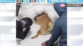 人間換算32歳の柴犬が“お散歩拒否”！飼い主の説得も虚しく布団に突っ伏す姿に「散歩嫌いな犬いるのかw」「意志が強い！」と反響