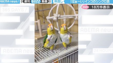 「はぁ～い」飼い主の合図で“シンクロ芸”を披露する2羽のインコに「声も動きもシンクロして可愛い」と絶賛の声