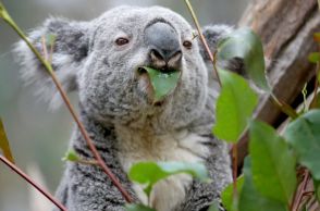 原料はコアラの食べ残し！？　平川動物公園にて発売された、SDGsにも配慮した「平川ZOOオリジナルアウトドアスプレー」について話を聞いてみた