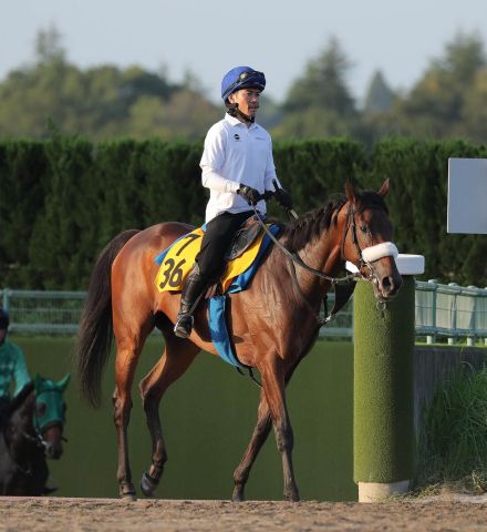 日曜メインレースの注目激走馬…中山１１Ｒオールカマー・Ｇ２