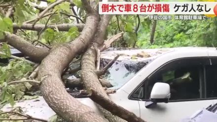 25mの木が倒れ…臨時駐車場の車8台が損傷　車内に人おらずケガ人なし